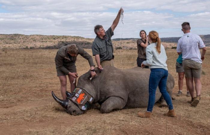 Pour prévenir le braconnage, un produit radioactif est injecté directement dans les cornes des rhinocéros.