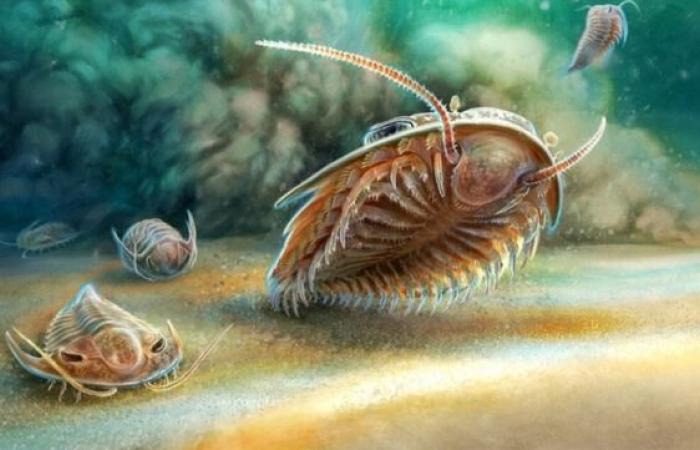 Découverte d’une vie marine vieille de 515 millions d’années – .