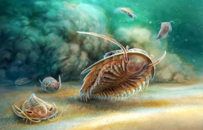 Découverte de fossiles marins vieux de 515 millions d’années dans des gisements volcaniques du Souss