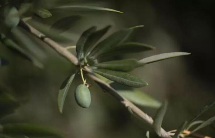 Le secteur de l’huile d’olive cherche des solutions au changement climatique – .