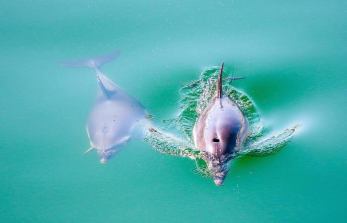 Les dauphins font la sourde oreille et campent toujours dans le bassin des trawlers