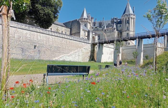 Saumur. Douves fleuries et accueillantes au château ! – .