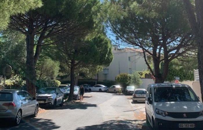 Les pins de la rue Vanel à Montpellier vont être abattus