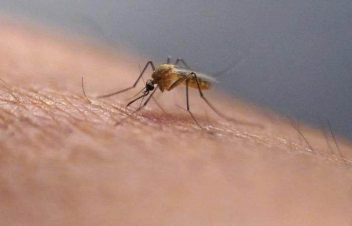 Santé. L’UE autorise le premier vaccin contre le virus transmis par le moustique tigre – .