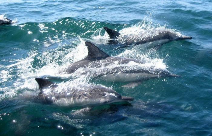 Les dauphins du Vieux-Port de La Rochelle