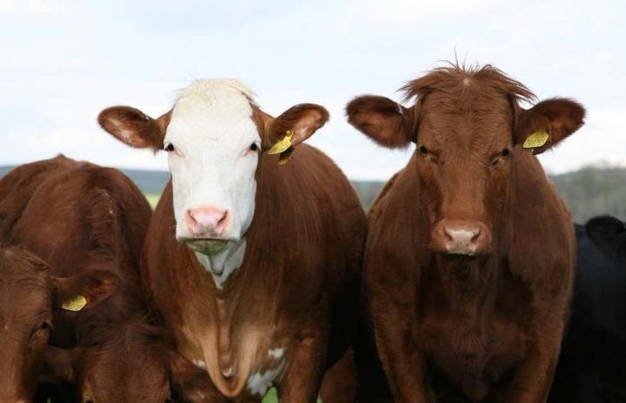 Changement climatique : le Danemark va taxer les gaz à effet de serre émis par le bétail : 90 € par vache