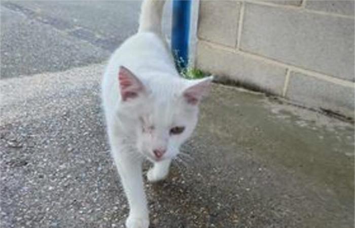 Minette, une chatte de 16 ans, bientôt à la rue à cause d’un bailleur social dans l’Eure ? – .