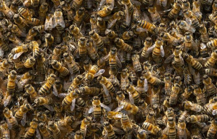 Des abeilles pour détecter plus tôt le cancer du poumon ? – .