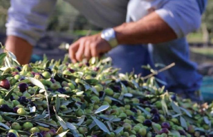 Les défis du secteur de l’huile d’olive face au changement climatique – .