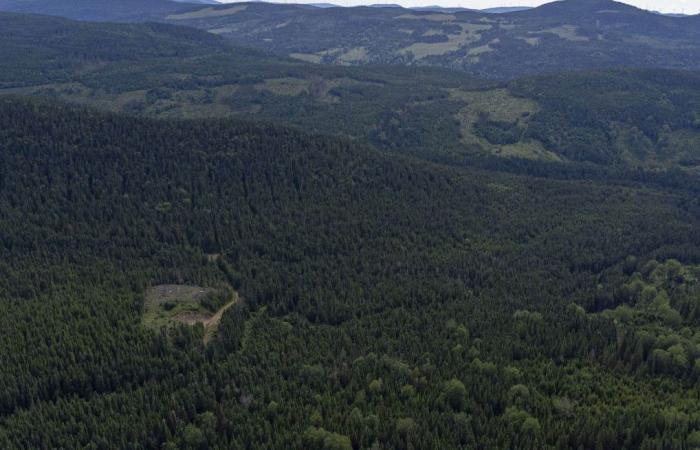 Le Québec veut une forêt plus résiliente aux changements climatiques – .