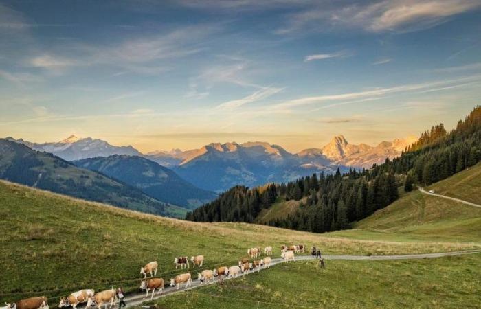 Gstaad en été, un voyage divin dans les Alpes suisses