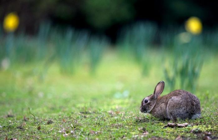 Ouverture du premier parc à lapins de France à Rouen