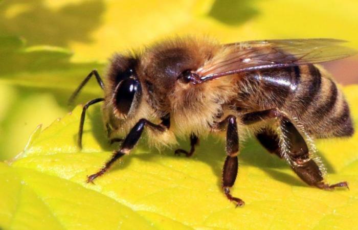 Les abeilles peuvent détecter le cancer du poumon, selon une étude ! – .