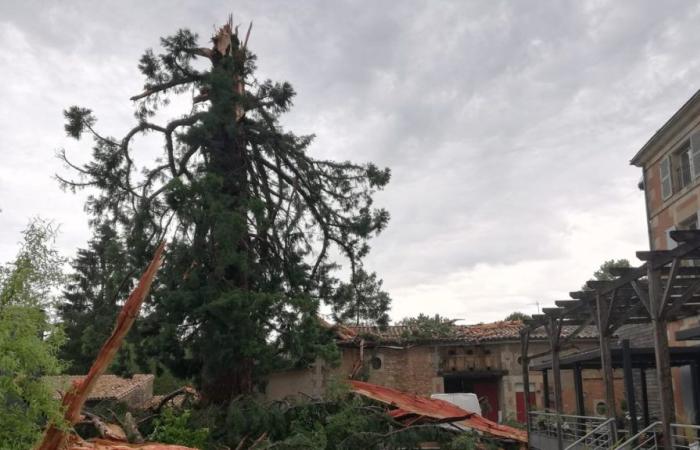 La foudre frappe un séquoia centenaire dans la cour du restaurant