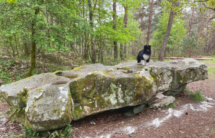 Le saviez-vous ? Le plus grand dolmen d’Île-de-France se cache dans la forêt de Rambouillet.