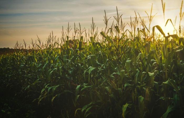Le maïs américain au plus bas depuis 2020, les stocks et les surfaces plus importants que prévu – .