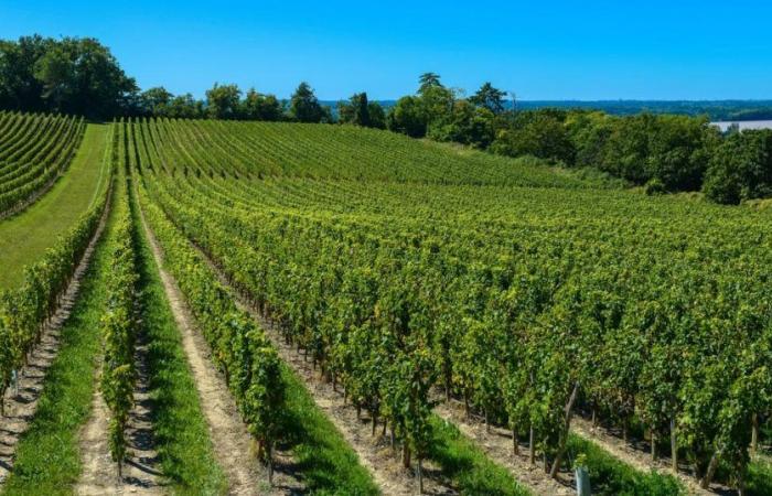 20 vins de Bordeaux 2023 au rapport qualité prix exceptionnel