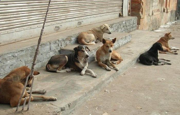 Mobilisation de 15 millions DH pour protéger les chiens errants