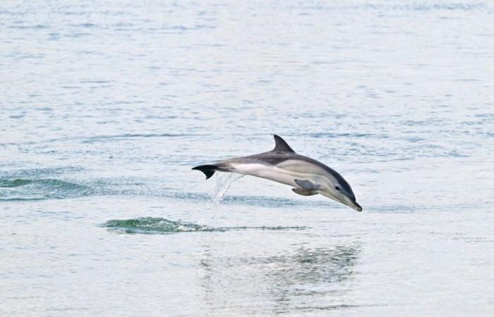 3 dauphins se sont installés sur le Vieux-Port de La Rochelle – .