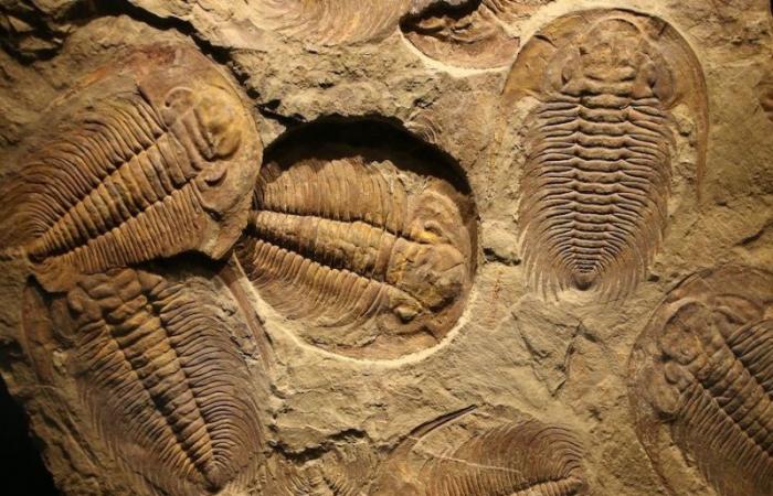 Forme tridimensionnelle de fossiles de trilobites décrite pour la première fois – .