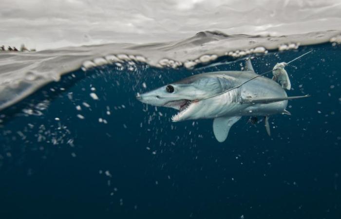 Les requins ont appris à suivre les bateaux de pêche au lieu de chasser, et c’est une mauvaise nouvelle