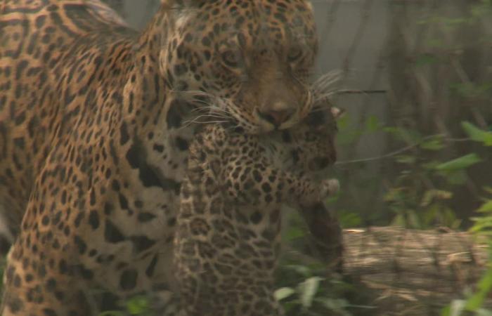 Vidéo. Un nouveau bébé jaguar au zoo de Pessac – .