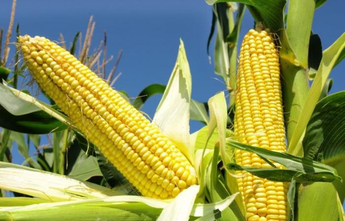 Un rapport fait baisser les prix du maïs