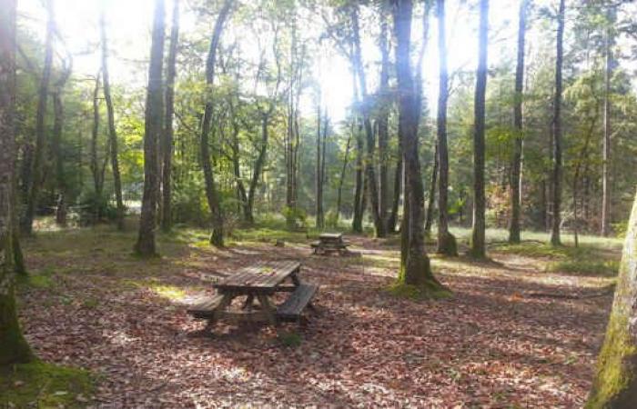 Forêt de Mervent Vendée France | un régal d’automne pour les sens