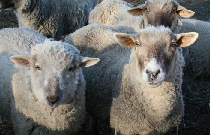 Des moutons entraînés à subir des examens IRM en état d’éveil – .
