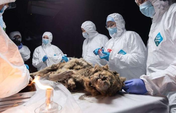 Le loup de Sibérie préservé depuis 44 000 ans pourrait héberger d’anciens virus