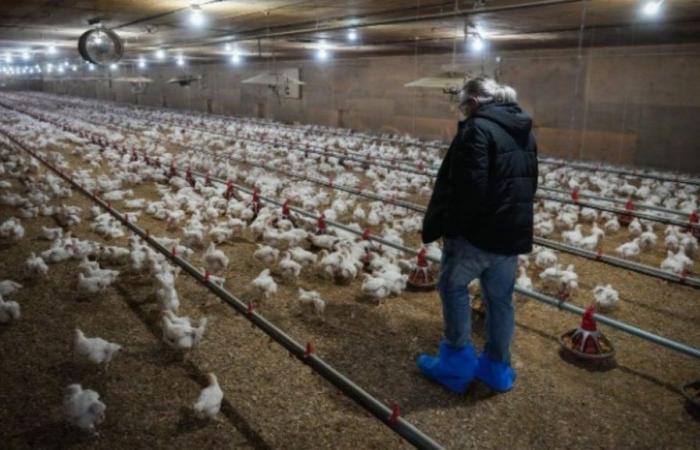 La grippe aviaire a laissé des traces chez les producteurs québécois – .
