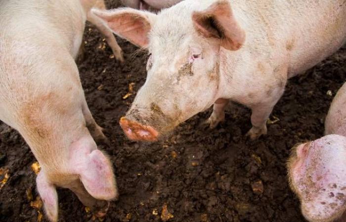 Environ 600 gallons de fumier de porc se sont déversés à Sherbrooke début juin