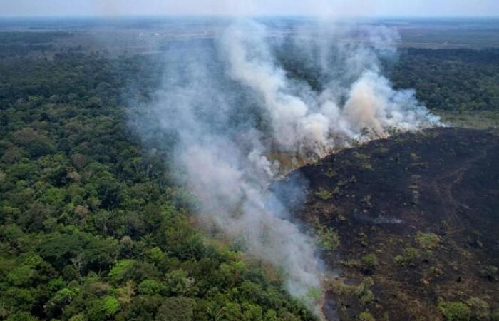 La forêt amazonienne frappée par les incendies connaît son pire premier semestre depuis 20 ans – .