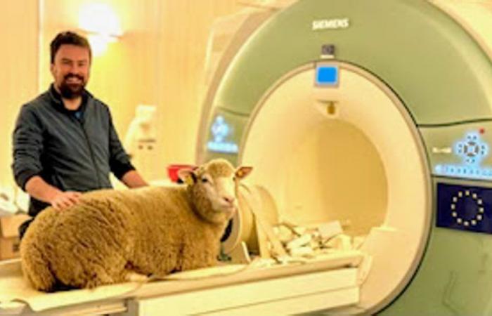 A INRAE ​​de Nouzilly, des moutons entraînés à subir des IRM