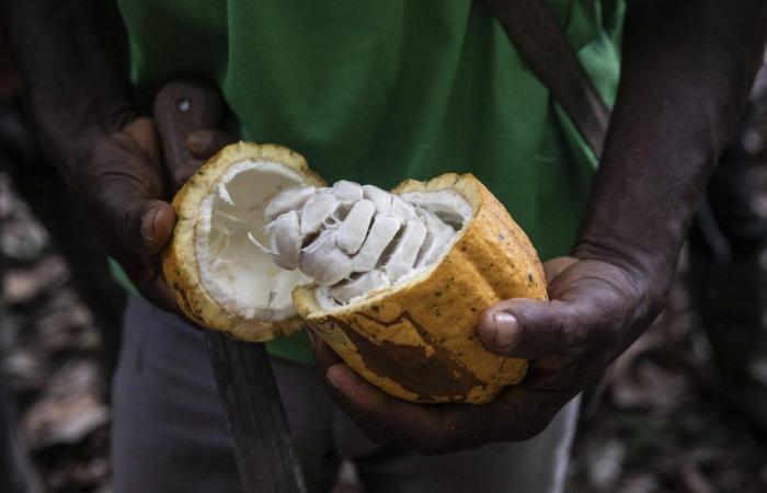 Une tonne de cacao perd près de 30 % en une semaine sans aucune explication – .