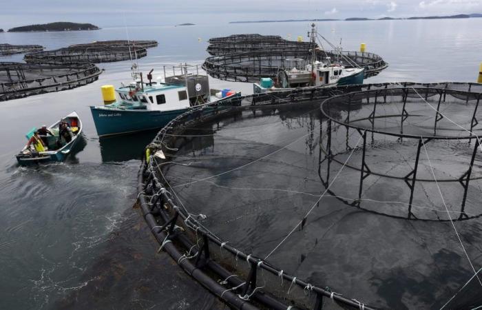 Il n’y aura pas d’interdiction des fermes d’élevage de saumon en parcs à filets ouverts au Nouveau-Brunswick.