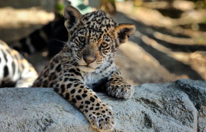 Naissance d’un adorable bébé jaguar au zoo de Bordeaux-Pessac ! – .