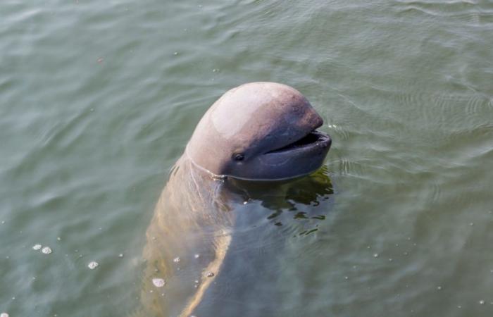 Rencontrez les adorables dauphins de l’Irrawaddy, une espèce en voie de disparition