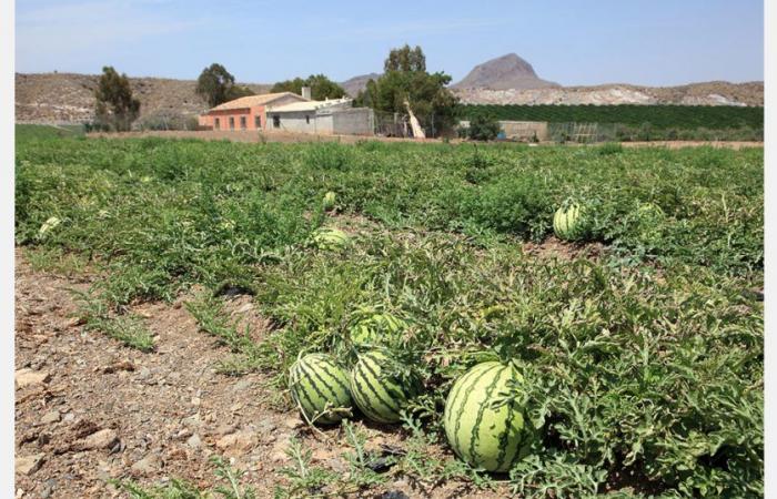 Le Maroc veut équiper un million d’hectares en irrigation localisée d’ici 2030