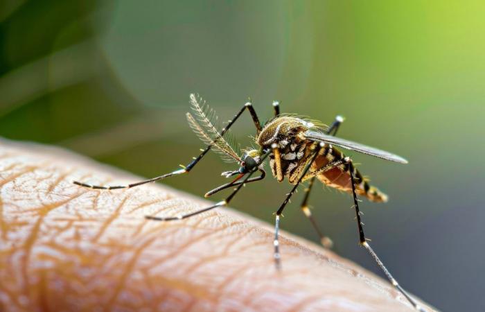 Voici pourquoi les moustiques vous piquent plus que les autres