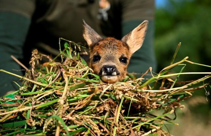 Dans la campagne belge, mission matinale pour « sauver Bambi » – .