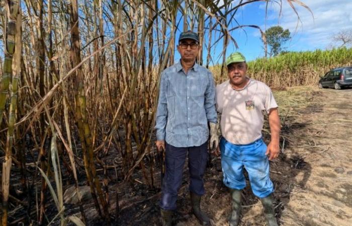 Déjà 6 hectares de canne à sucre brûlés, le propriétaire de l’usine appelle à la « solidarité » – .