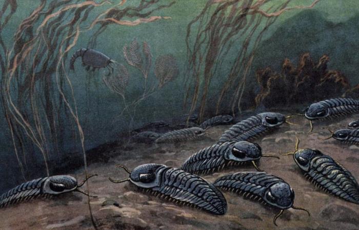 Des trilobites de Pompéi disparus il y a 250 millions d’années viennent d’être découverts.