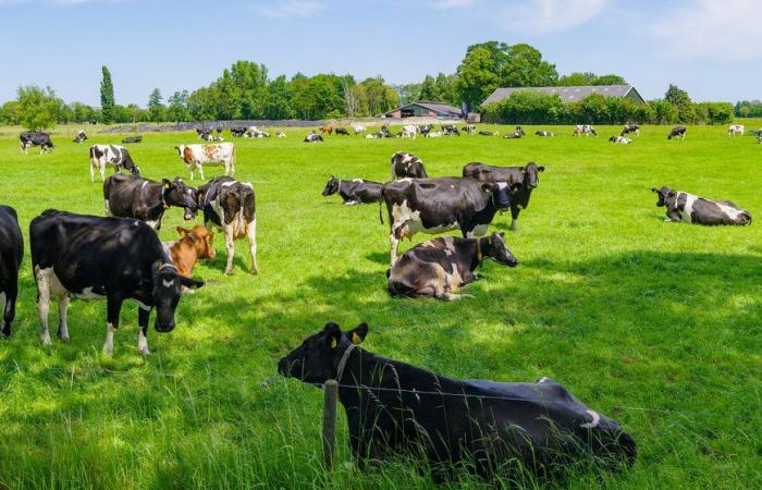 Prix ​​du lait standard en légère baisse par rapport à 2023 – .