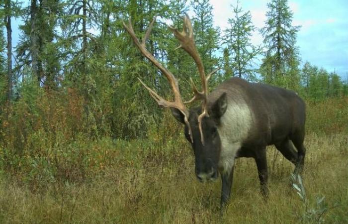 Le décret sur les caribous de Pipmuacan affectera Saguenay et Sacré-Cœur plus que prévu – .