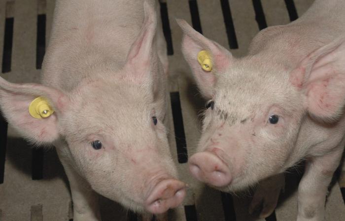 Nous héritons en partie du microbiote intestinal, comme le montrent les porcs – .