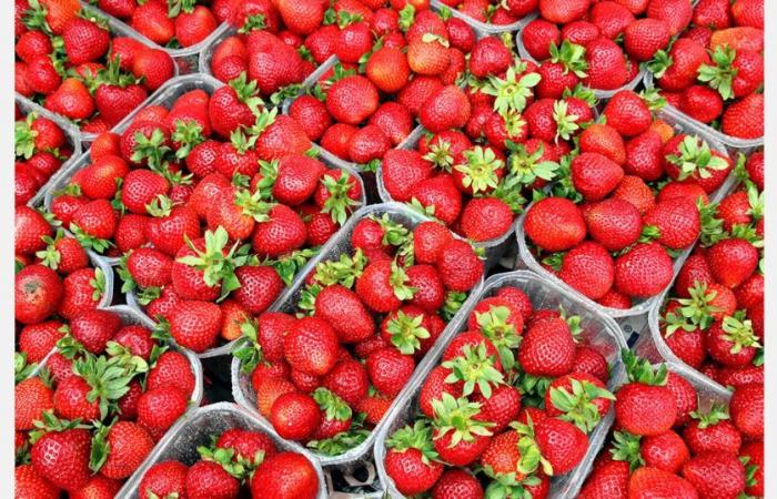 Le Maroc se classe parmi les 10 premiers producteurs mondiaux de fraises – .