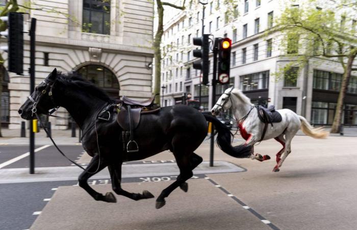 Des chevaux en fuite provoquent à nouveau la panique dans le centre de Londres.