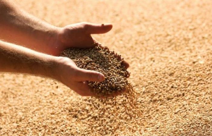 Le Maroc a importé plus de 200.000 tonnes de céréales de Russie au premier semestre 2024 – .