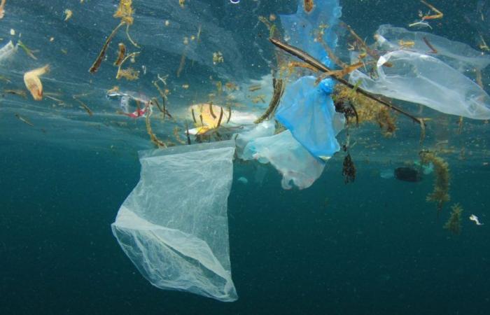 Journée mondiale sans sacs plastiques : 3 juillet 2024